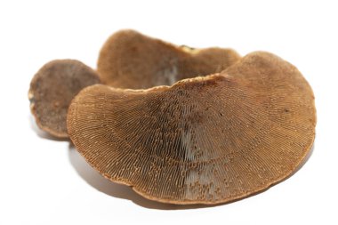 Beyaz arka planda, üç tane kahverengi ağaç mantarını kapatın. Mantarlar aşağıdan çekiliyor. Hilal şeklinde kahverengi mantarların lamellaesini açıkça görebilirsiniz..