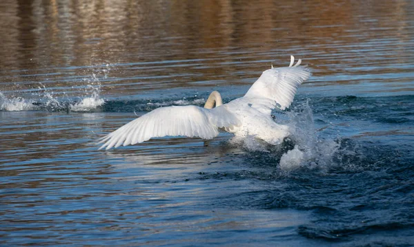 Büyük beyaz bir kuğu mavi bir göle inmek üzere. Kuğu arkadan görünür, kanatlarını açar..