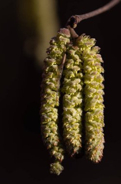 Ocak ayında Bavyera 'da çiçek açan fındık çiçeğinin yakın çekimi. Çiçekler koyu bir arka planda sarı parıldar. Çiçeklerin arasında küçük bir örümcek saklanır..