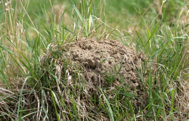 Close-up of an anthill standing between green blades of grass in Germany. It is summer. The sun is shining.