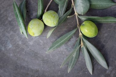 A branch from an olive tree with green leaves and green olives lies sideways on the edge of a weathered metal plate. There is space for text.