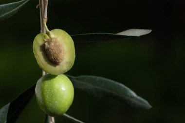 Close up of two green olives hanging on the branch of an olive tree. One of the olives is cut open. You can see the core stuck in the middle.