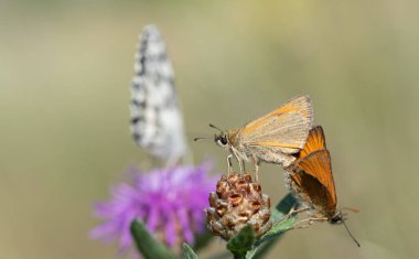 Two brown skipper butterflies, small brown butterflies with big eyes, are sitting on a thistle outdoors making love. A Marbled White is out of focus in the background.