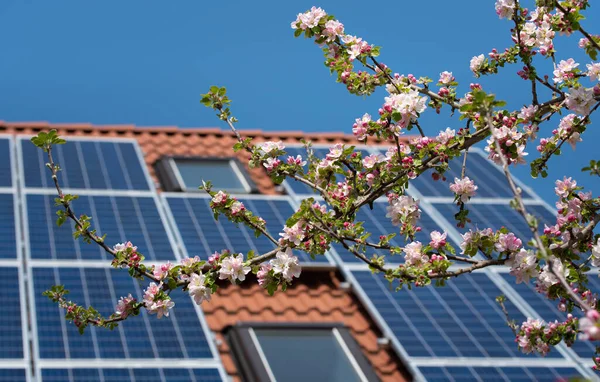 Background House Roof Solar Panels Branch Apple Tree Blossoms Imagen de archivo