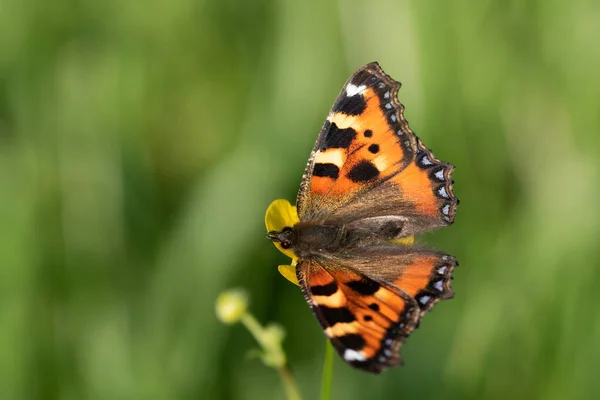 a small colorful butterfly, a small fox, sits on the blossom of a buttercup in the open air.