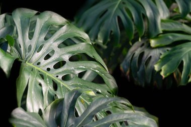 Green leaves of tropical plants against dark background. The leaves are partially covered with cobwebs.