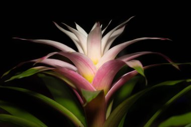 Close up of a blooming Guzmania against a dark background. The flower is white and pink and glows against a dark background