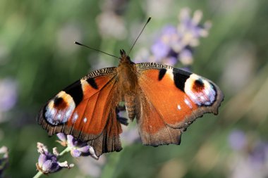 Close-up of a Peacock butterfly (Aglais io), a colorful butterfly in Germany, perched on a branch of a lavender flower