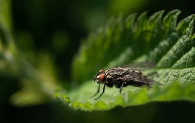 A gray flesh fly (Sarcophaga carnaria) sits on a green stinging nettle leaf in nature