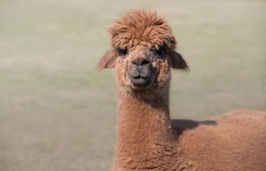 Close up of a brown alpaca looking at the camera in amazement. You can see the animal's head and neck. The background is green, with space for text. clipart