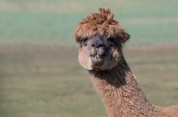 茶色のアルパカの面白い肖像画 その動物はカメラを覗き込む 長い歯が見えます アルパカは生意気なようね — ストック写真