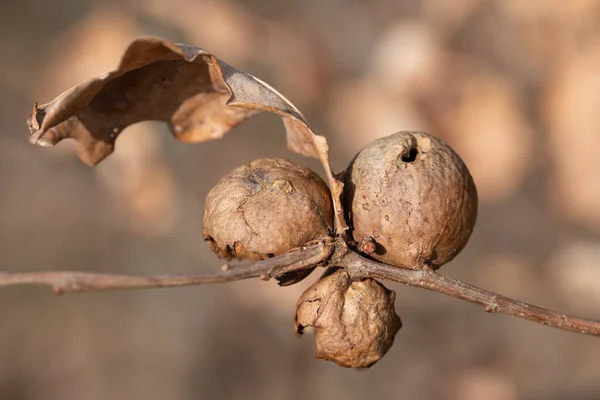 Three weathered galls grow on the branch of an oak tree. The round fruits are partially decayed. A dry oak leaf hangs on the branch. The background is light brown.