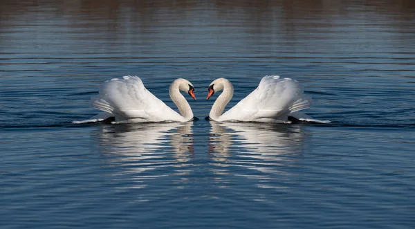 Dwa Białe Łabędzie Płyną Siebie Skrzydła Podniesione Ptaki Pływają Niebieskim — Zdjęcie stockowe