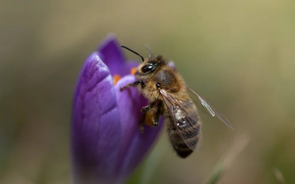 꿀벌을 클로즈업해서 보라색 크로커스에서 꽃가루를 있습니다 형식으로 말이죠 측면에서 수있습니다 — 스톡 사진
