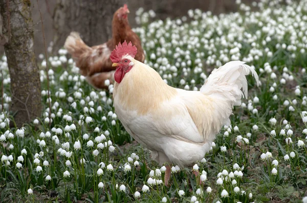 一只长着锯齿状翅膀 头戴红色冠冕的白公鸡 带着许多雪花走过草地 — 图库照片