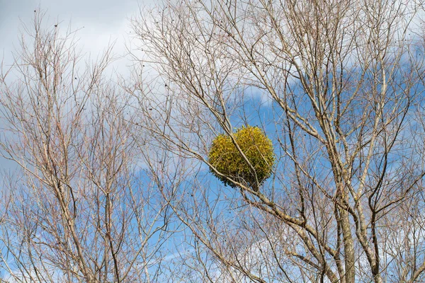 Yaprak Döken Ağaçların Çıplak Dallarında Büyüyen Büyük Bir Ökseotu Çalısı — Stok fotoğraf