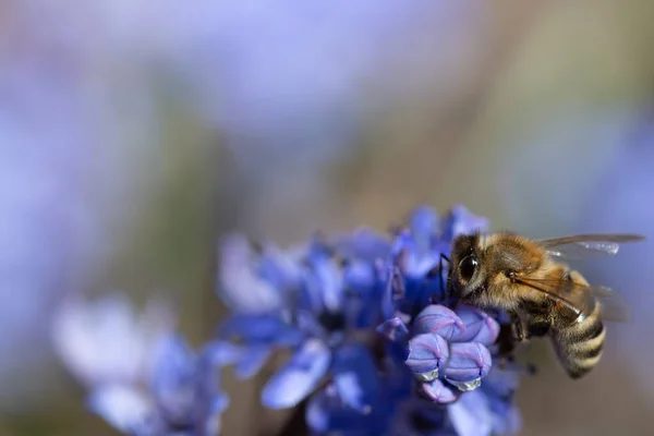 Close Small Honey Bee Sitting Blue Flowers Looking Nectar Plenty — Stock Photo, Image