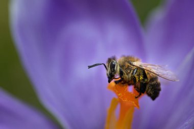 Sabahları mor bir çiçek tarlasında oturan bir bal arısının yakın çekimi. Gece ve çiğ damlaları hala nemli.