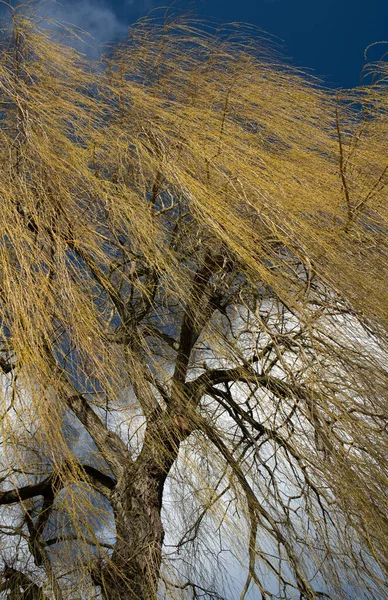 Ağlayan Bir Söğüt Ağacının Narin Dalları Ilkbaharda Rüzgarla Güçlü Bir — Stok fotoğraf