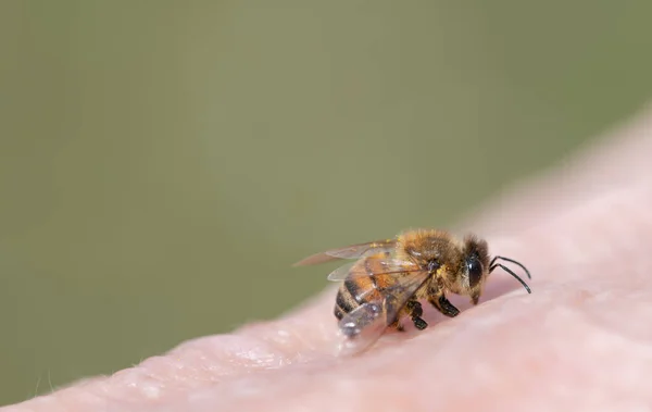 人間の皮膚の上に座っている小さなミツバチのクローズアップ 背景は緑で テキストのスペースがあります ストック写真