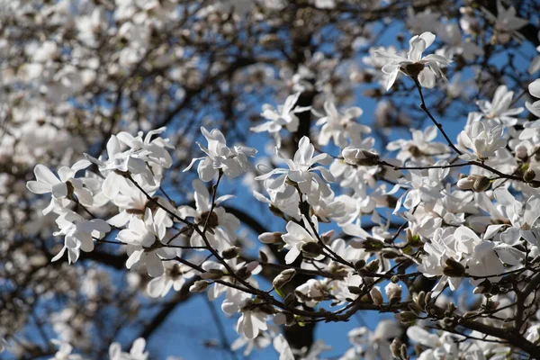 Квітучі Білі Зірки Магнолії Гілках Дерева Синьому Фоні Навесні — стокове фото