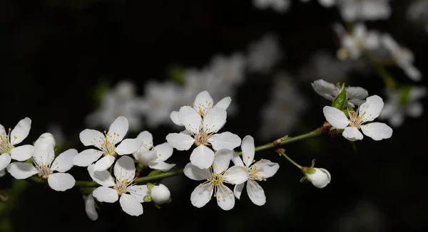 Close Branch Blossoming Cherry Plum Petals White Background Dark — Stock Photo, Image