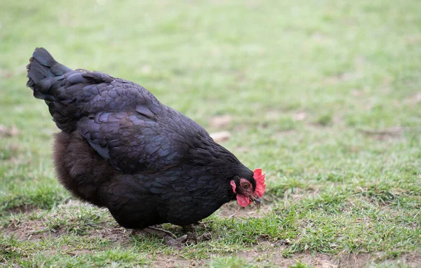 Pequeño Pollo Negro Está Buscando Comida Prado Verde Fondo Hay — Foto de Stock