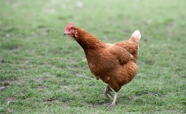 A brown chicken runs across a green meadow and looks for food in the surroundings.
