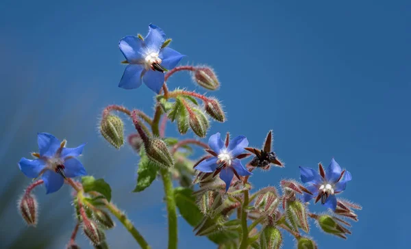 Blue Flowering Borage Grows Blue Sky Sun Shining Spring — Stock Photo, Image