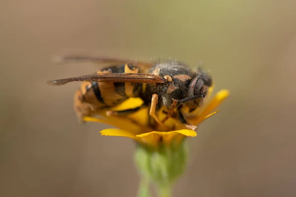 Close-up of a wasp sitting on a yellow flower. The background is light. The wasp is yellow black striped.