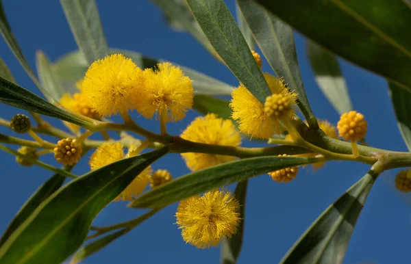 A branch of silver wattle with yellow flowers. The sky is blue. Green leaves grow next to the flowers.