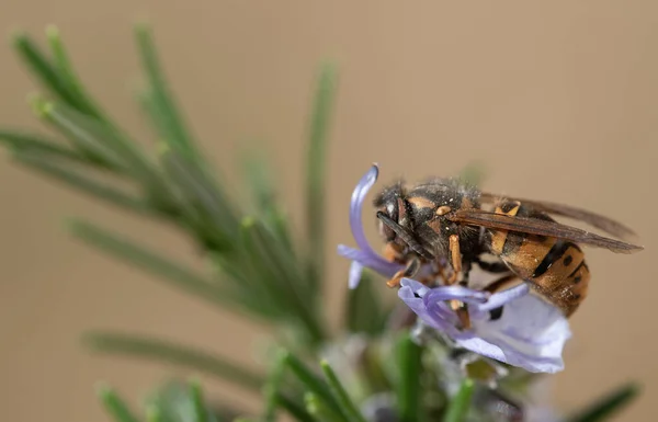 Close-up of a striped wasp perched on the flower of a rosemary branch. The background is light.Close-up of a striped wasp perched on the flower of a rosemary branch. The background is light.