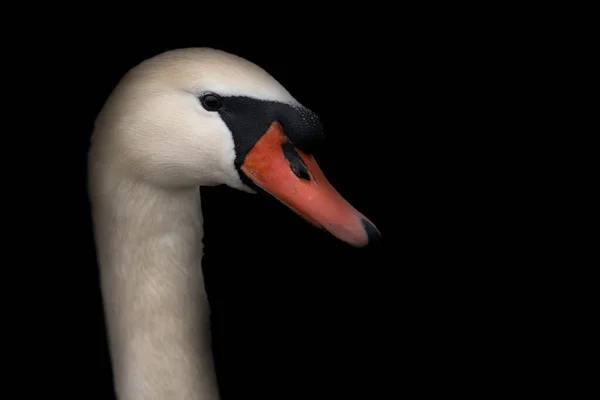 暗い背景に白い無口な白鳥の頭と首 くちばし 鼻孔が見えます 頭部は側面から見える — ストック写真