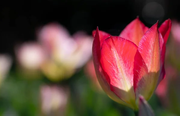 Крупним Планом Червоний Тюльпан Розпускається Тюльпановому Полі Проти Світла Тло — стокове фото