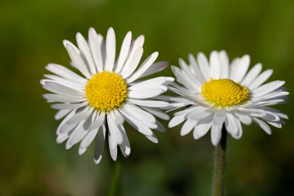 Close Two Small White Daisies Growing Green Meadow — Stock Photo, Image