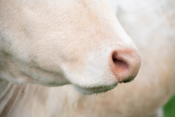 Close-up of the snout of a domestic cattle. The cow has a light-colored coat. The snout is pink and studded with small drops of water.