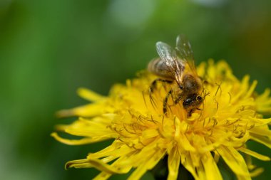 Küçük bir bal arısı vahşi karahindiba çiçeklerinin üzerinde oturur. Arı polenle kaplıdır. Arka plan yeşil..