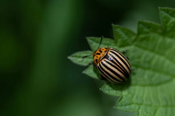 Pequeño Escarabajo Patata Rayada Leptinotarsa Decemlineata Sienta Sobre Una Hoja — Foto de Stock