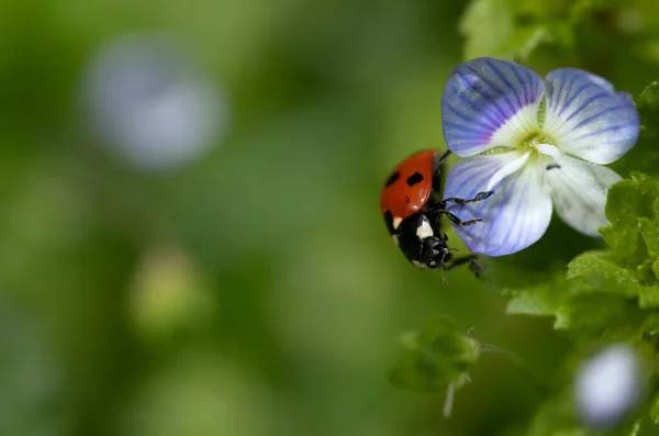 Egy Kis Piros Európai Katicabogár Egy Kék Virágon Kép Szélén — Stock Fotó