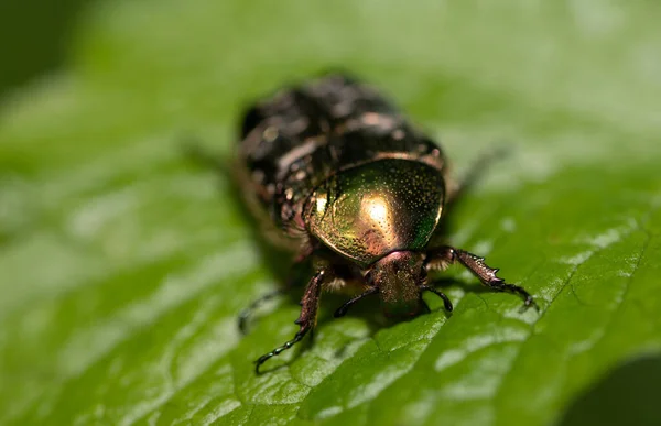 Pequeño Escarabajo Rosado Dorado Cetonia Aurata Asienta Sobre Hojas Verdes — Foto de Stock