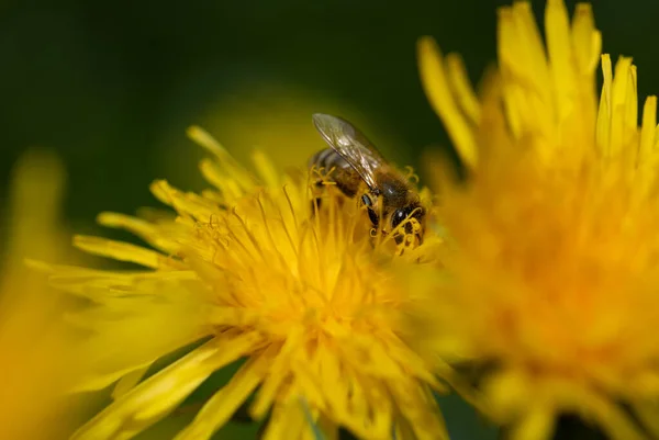 Malá Včela Sedí Květinách Divoké Pampelišky Včela Pokryta Pylem — Stock fotografie