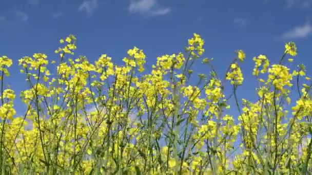 Весенний Ветер Дует Цветущей Желтой Каноле Растущей Фоне Голубого Неба — стоковое видео