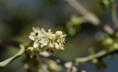 Zeytin ağacının beyaz küçük çiçeklerine yaklaş. Çiçekler dalda tomurcuklar ve yapraklarla yetişir..