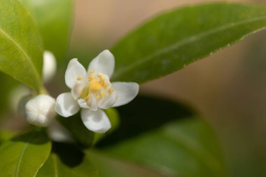 Yeşil yaprakların önünde açan limon ağacının beyaz çiçeklerini kapatın. Polen sarıdır. Işık çiçeğe arkadan vuruyor.