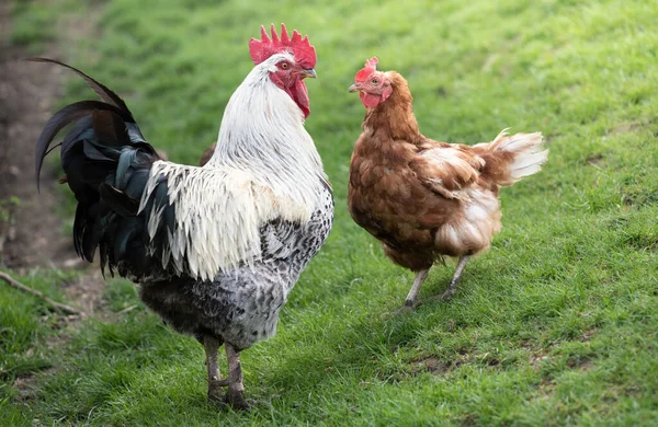 一只有白色和黑色羽毛的公鸡和一只棕色的家养母鸡在一片绿色的草地上面对面地交配 — 图库照片