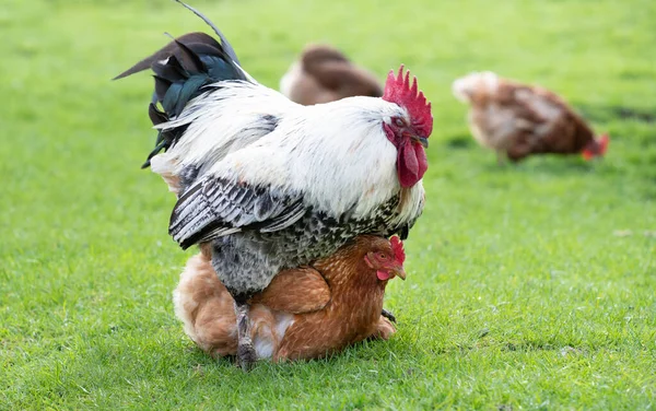 Male Rooster Sits Female Hen Aim Fertilizing Her Both Outdoors — Stock Photo, Image