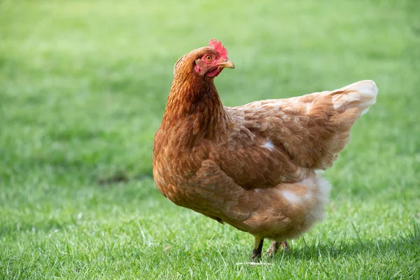 Close-up of a female brown domestic chicken standing in a green meadow. The chicken looks around, backwards.