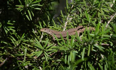 İtalya 'da biberiyenin ortasında oturan küçük bir kertenkele geleceğe bakar.