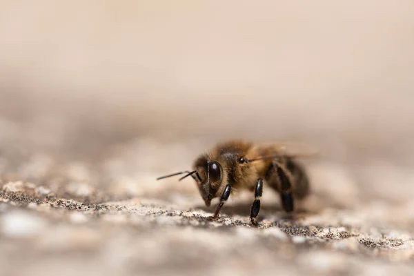 Close Small Honey Bee Sitting Light Soil Background Light Plenty — Stock Photo, Image