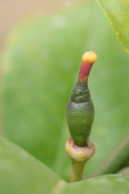 Hâlâ çok küçük olan yeşil bir limonun yakın çekimi. Limon hâlâ olgunlaşmamış. Portre biçimindeki yaprakların arasında bir ağaca asılıyor.